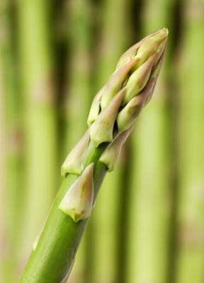 Fresh Asparagus is a good source of folate