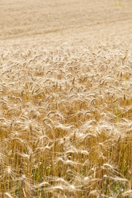 Gluten, found in wheat and other grains, could be a factor in your geographic tongue problem